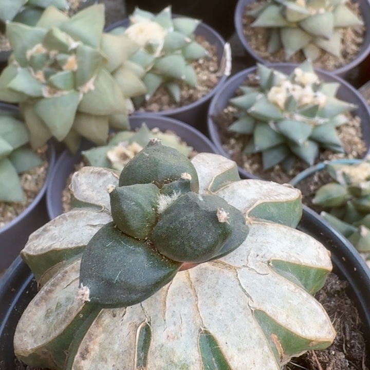 358葵系蛋尤青瓷牡丹