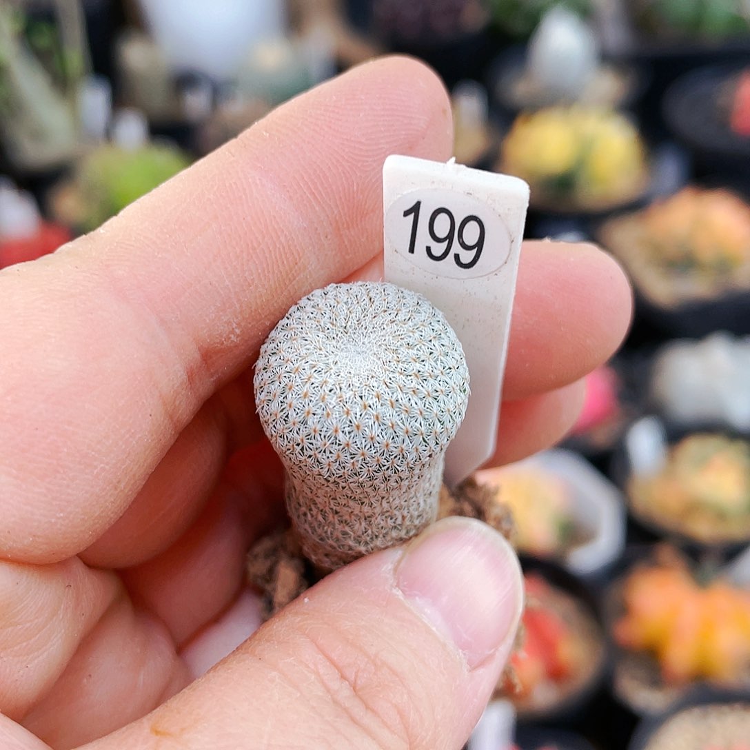 小人帽非偏远地区满25包邮仙人球