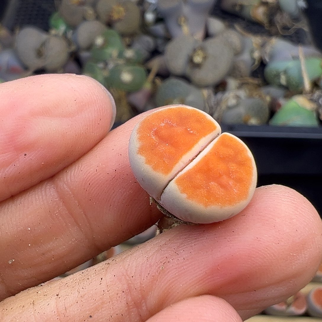 2989生石花我很小但是我很优秀