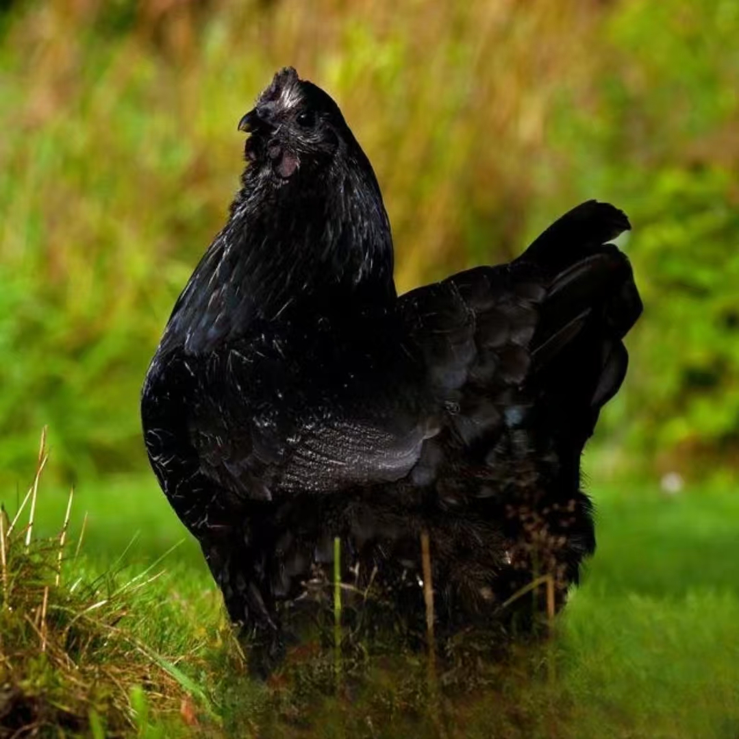 散养五黑宠物鸡活体包邮可下绿壳蛋12只