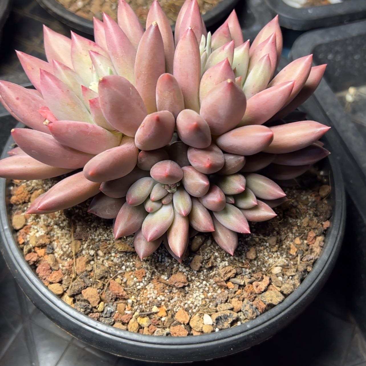 【闪购商品】水晶球多肉58