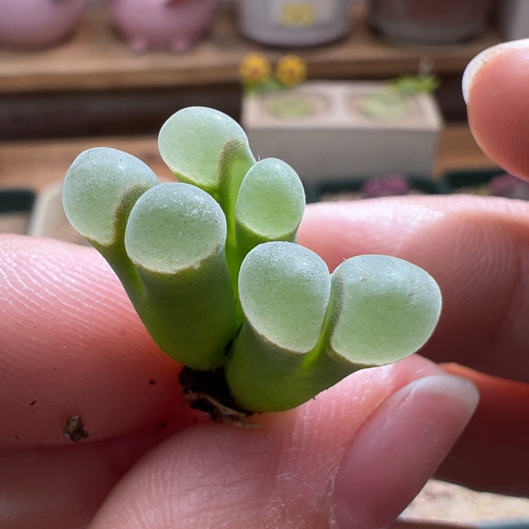 525. 1802.6极窗优选小母本