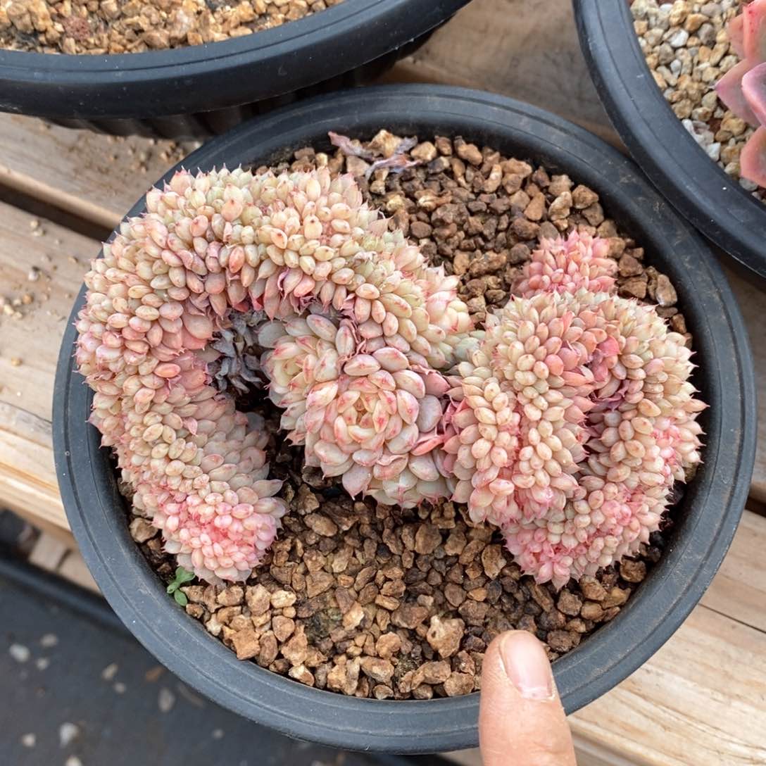 精品多肉一物一拍不包整193