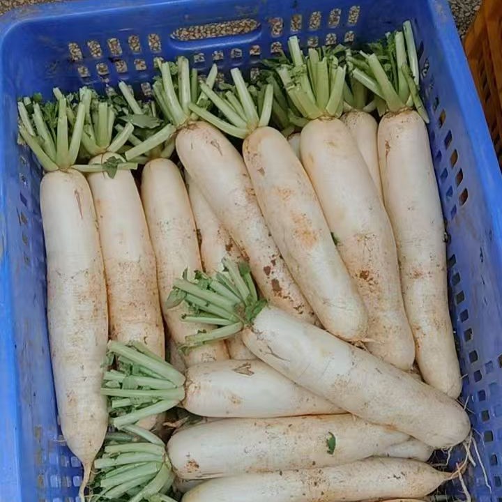 粤北山区清远连州高山黄泥萝卜