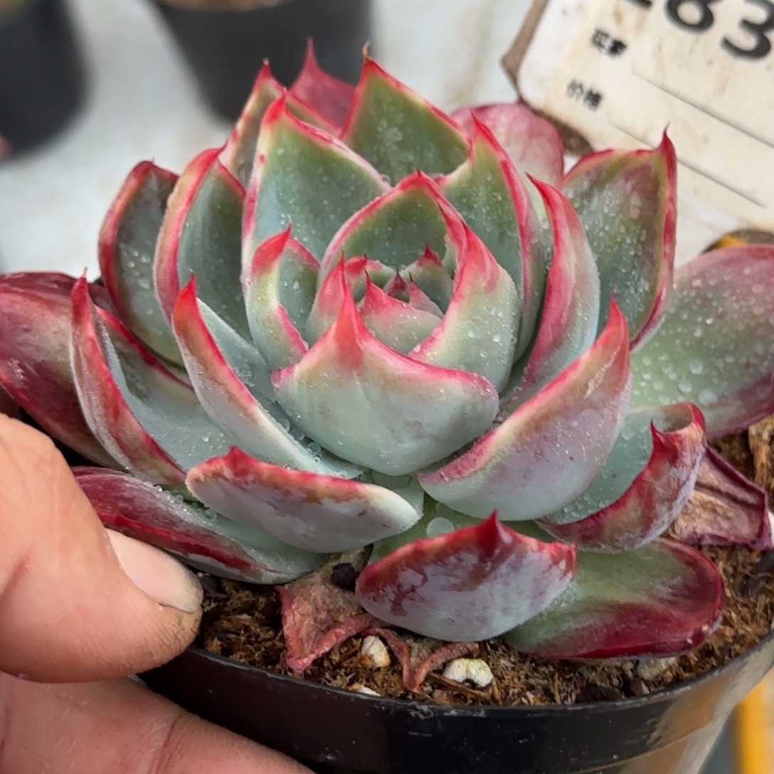 尖叶花脸惊鸿一物一拍包装收缩花旱834