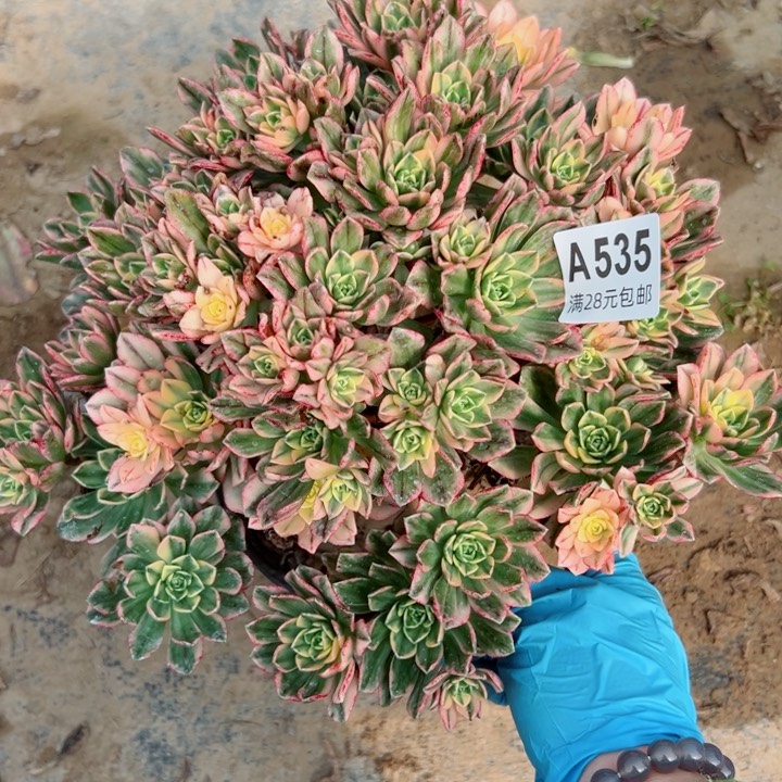 535甜茶多肉植物