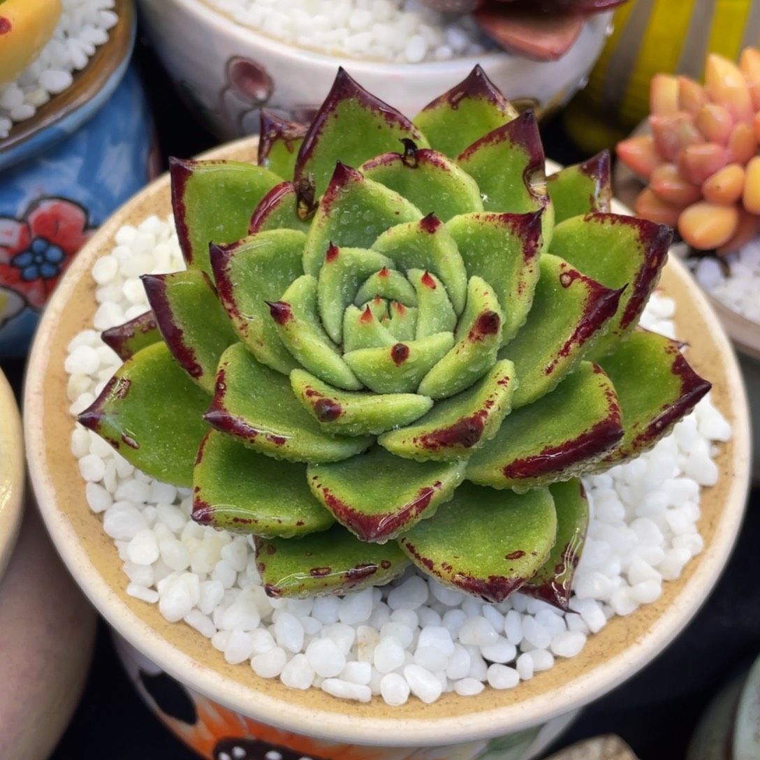 多肉植物盆栽多肉