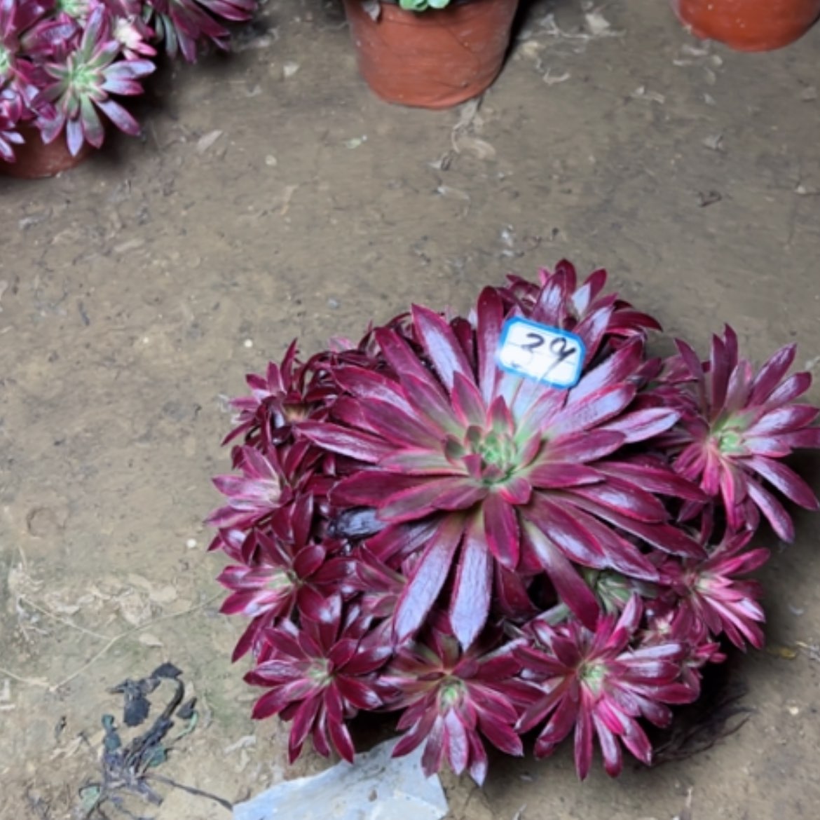 【闪购商品】多肉植物惊鸿39