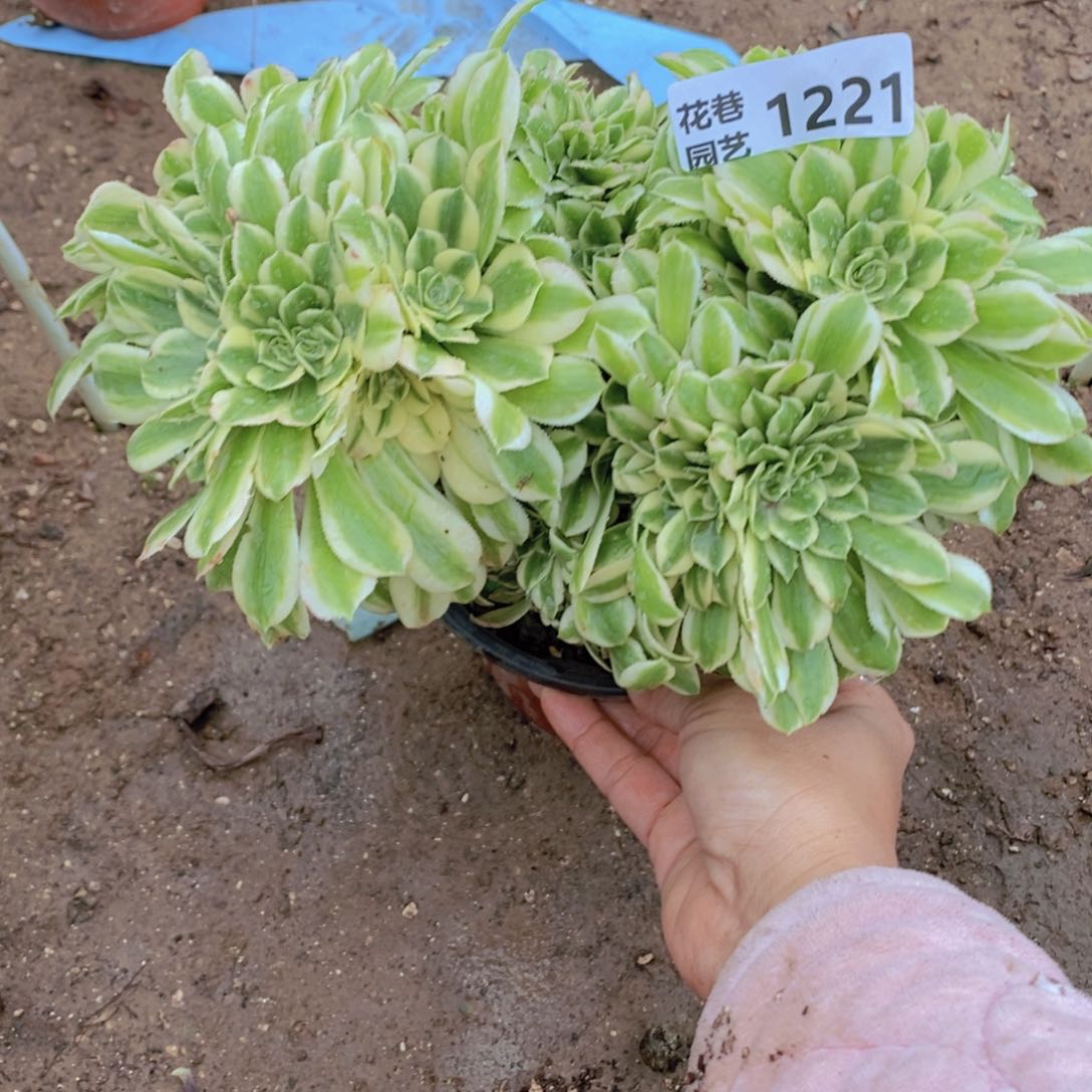 1221 号一物一拍多肉植物