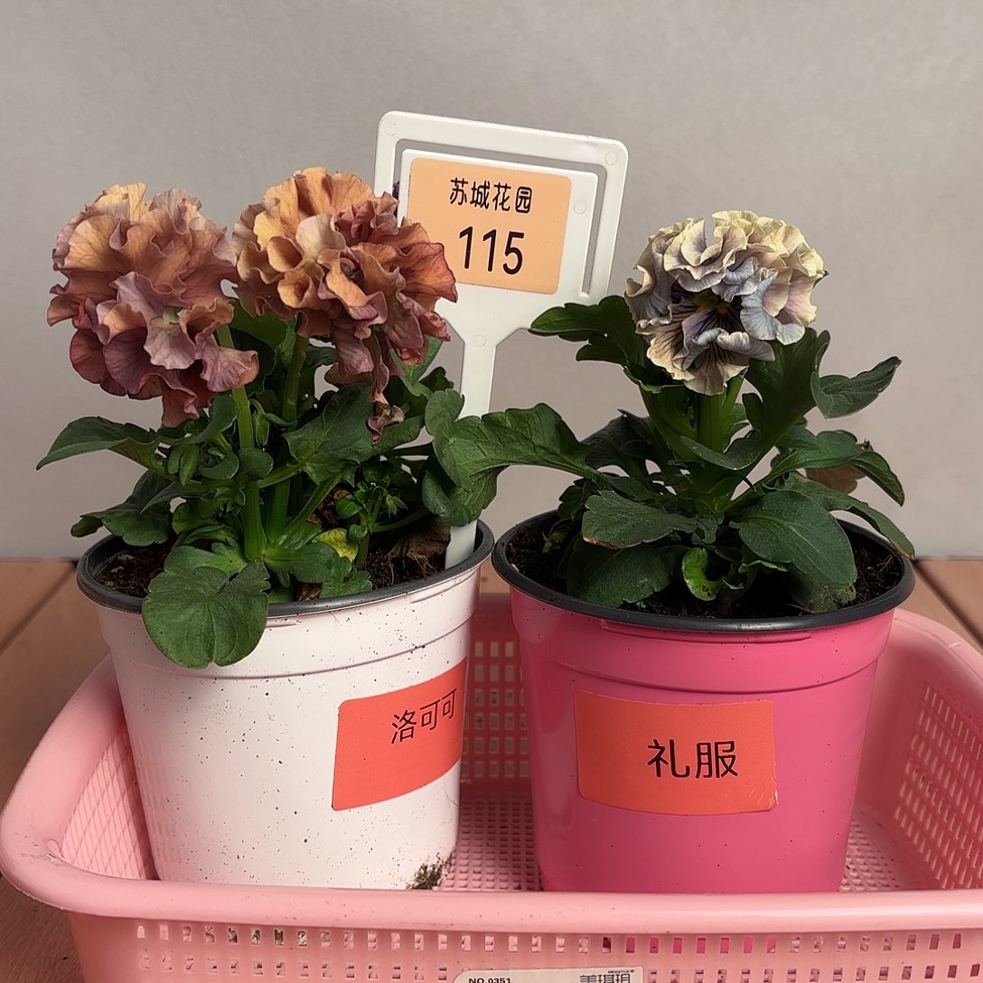 大部分开放少量花苞115