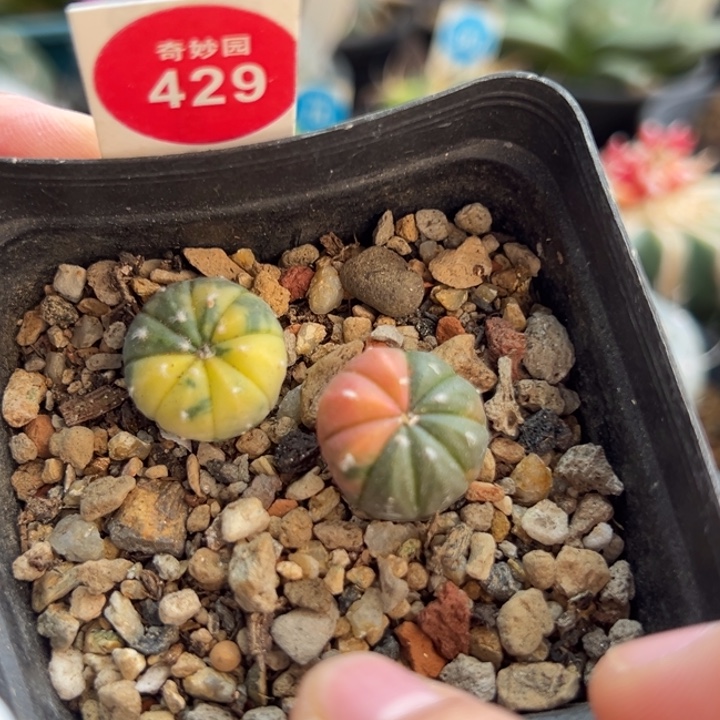 实生兜锦两棵33888