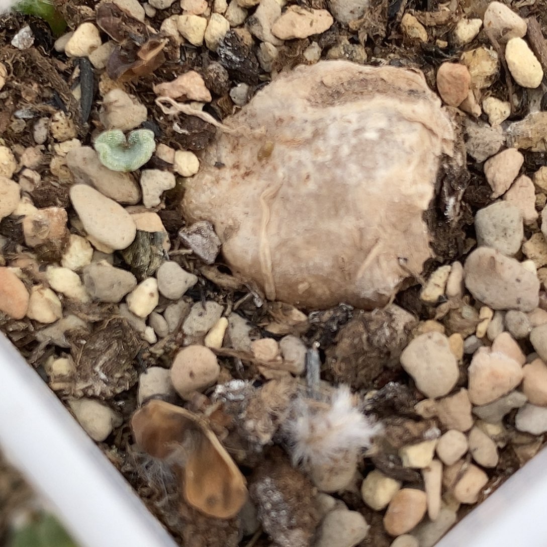 26109冰晶海带一颗。      