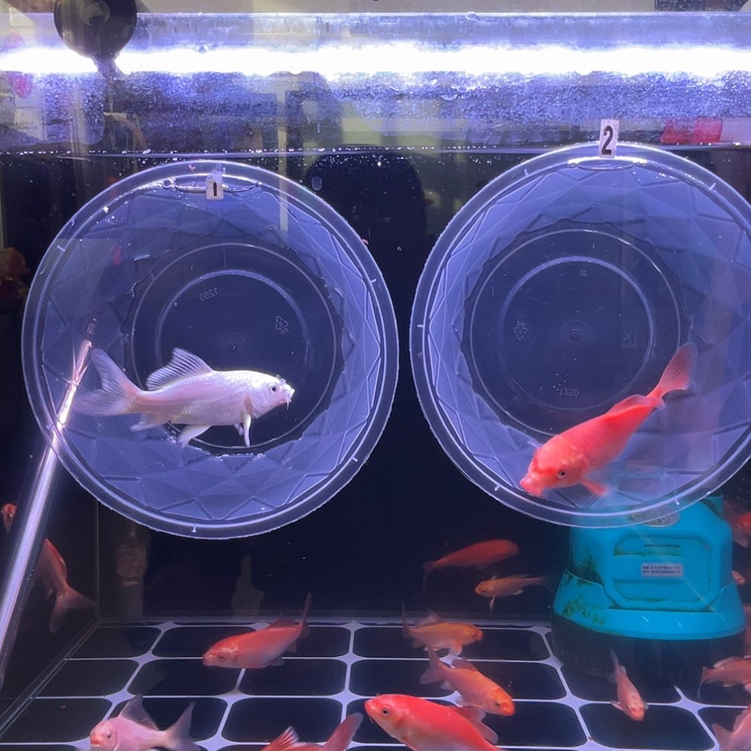 海水鱼红色蝴蝶鲤大鳍大尾