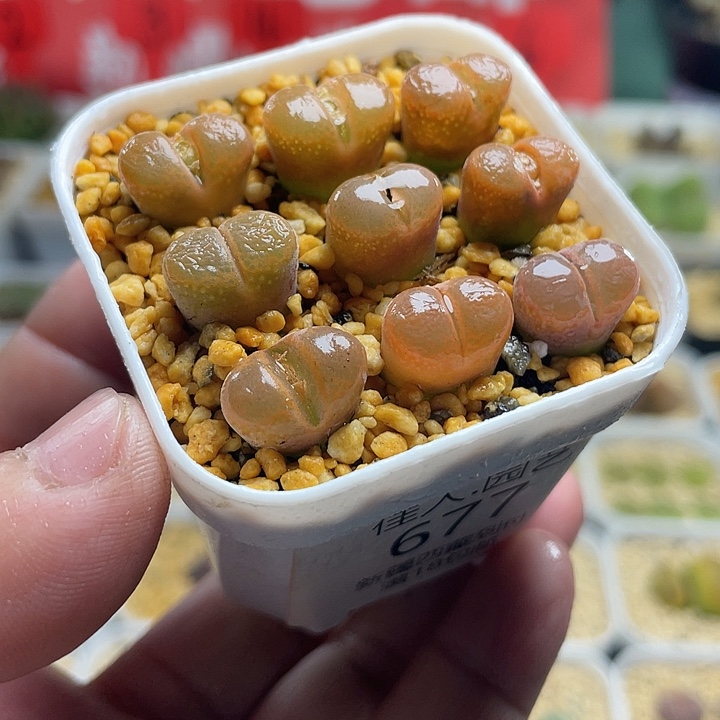 佳人园艺多肉生石花风铃677