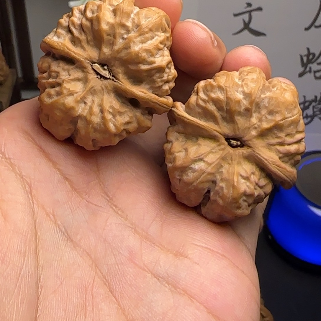 传***和37✖️41尺红皮蛤蟆头