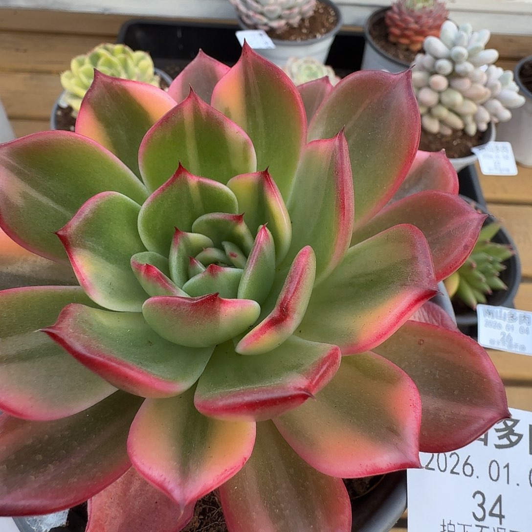 弗朗明戈拉丝锦11104-34