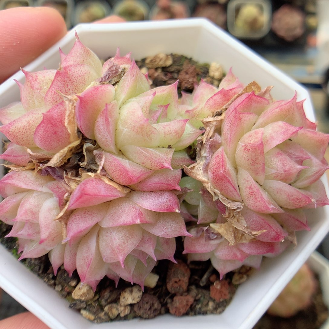 G32两颗，20包邮两天凑单偏远不发货