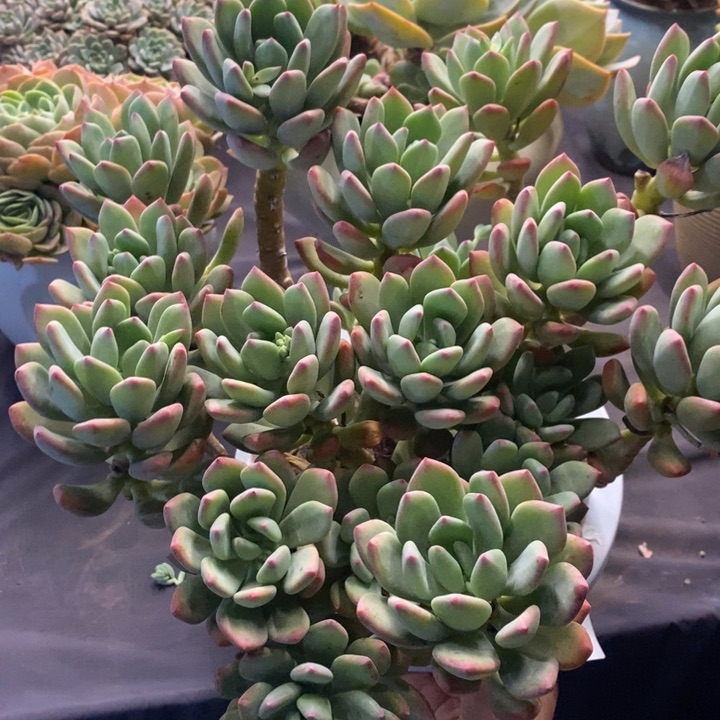 夏悦多肉0117-158清新美人