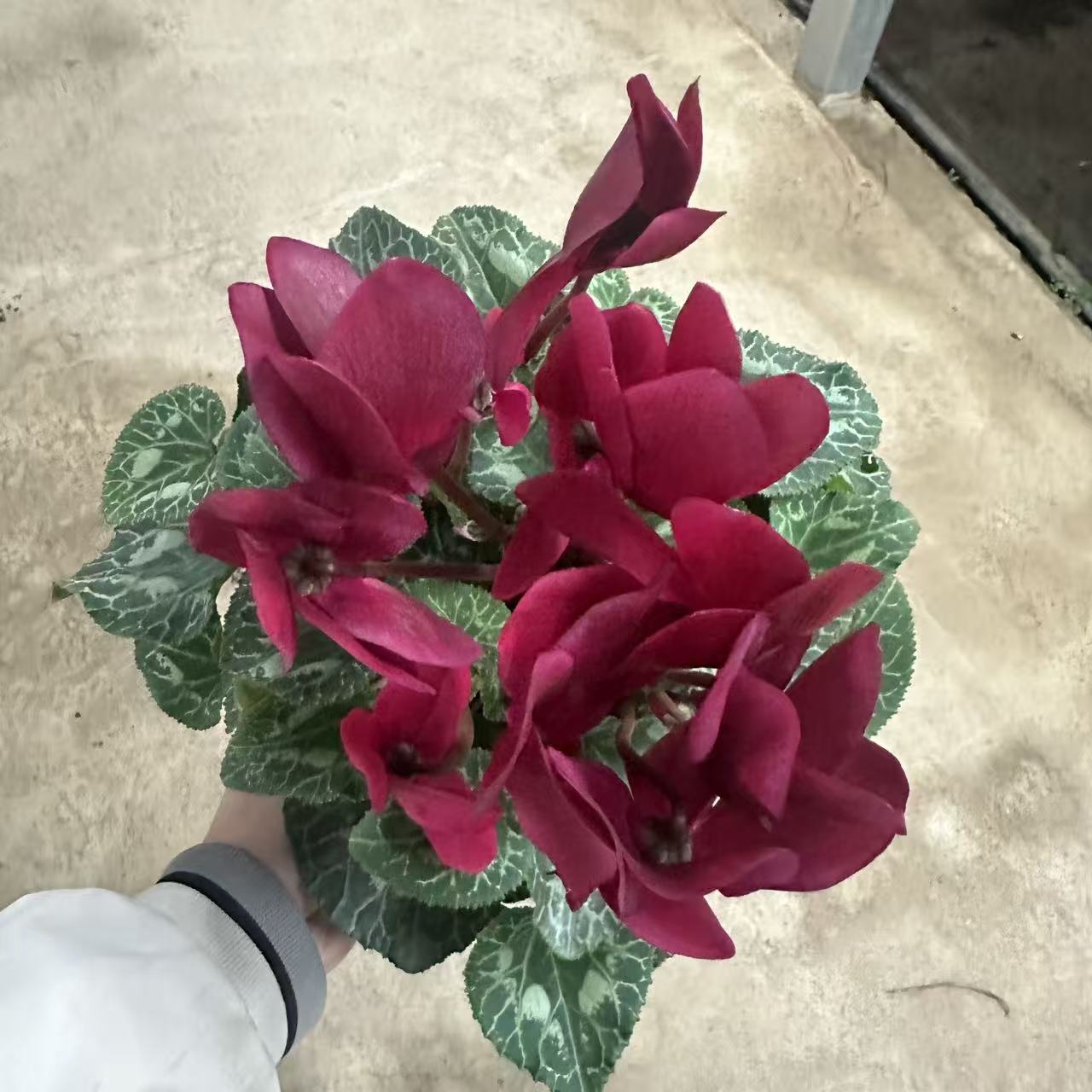 【胖胖】（酒红）F1代大花仙客来带花带花苞发货