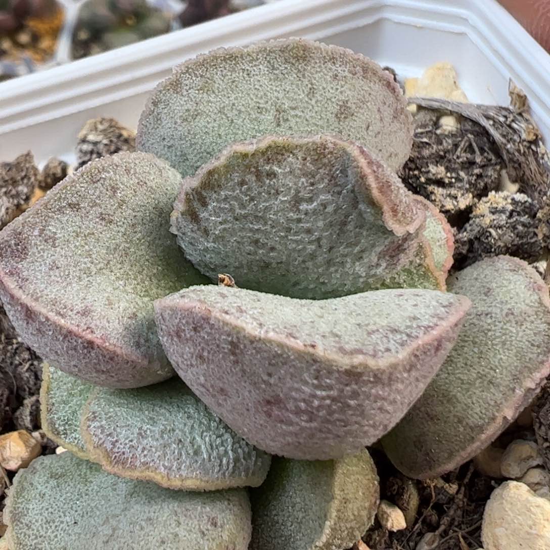 银霜款实生新品多肉植物22号