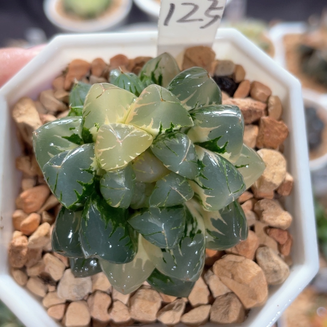125北极之光锦。     