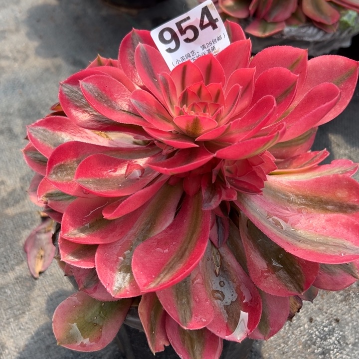 954多肉植物香妃