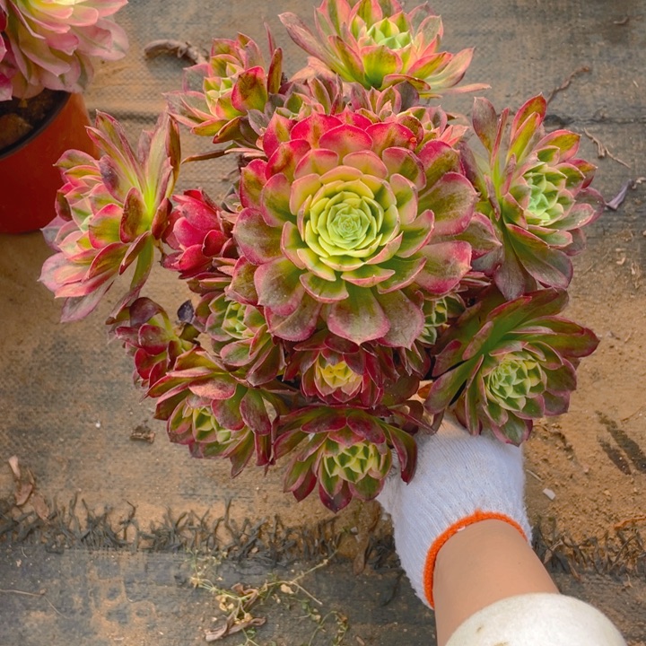 51海仙法师多肉断枝不售后