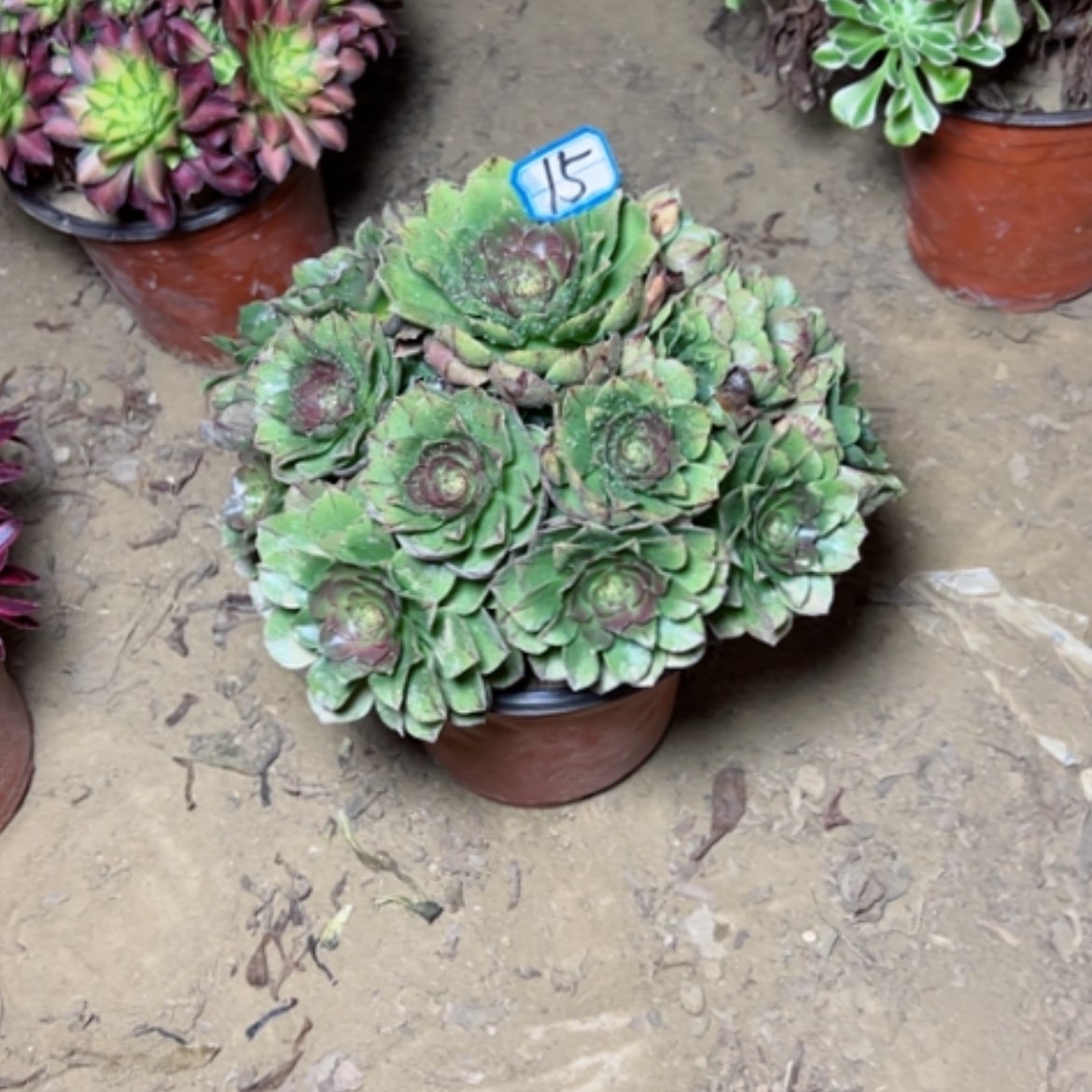 【闪购商品】多肉植物万拉丝15