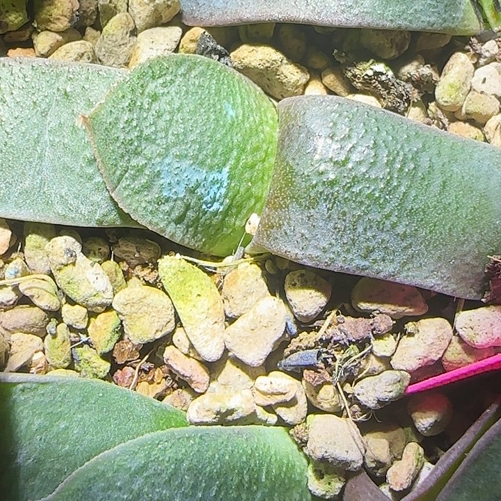 7号特白釉卧牛实生苗