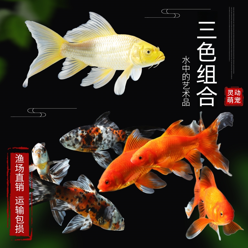 08cm-10cm 09条 观赏鱼 黄红花 三色混搭（07条包活+02条备损）