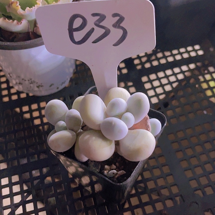 精品蛋黄奶e33多肉