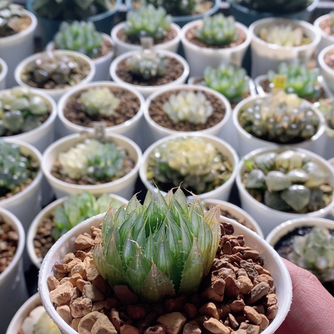 钻石实生针管玉露