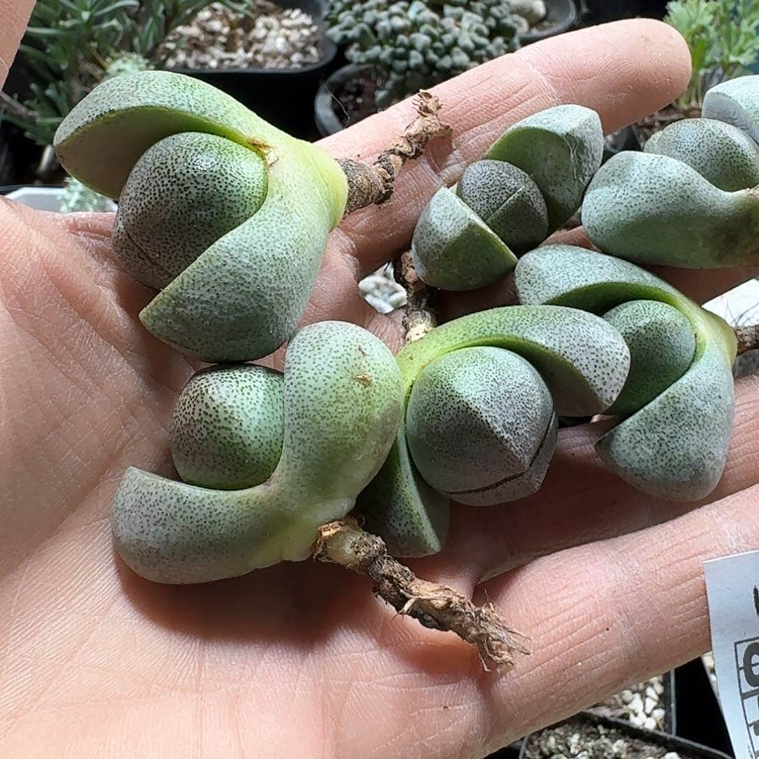 842元宝6个一份脱土发货