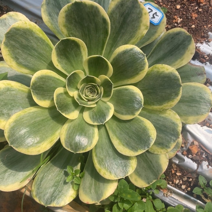 35香炉盘超白锦锦锦