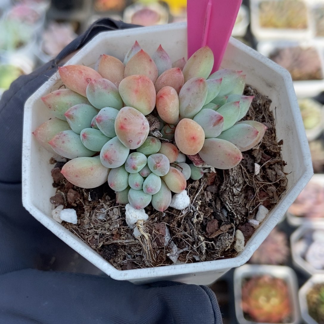 110萤火虫多肉植物