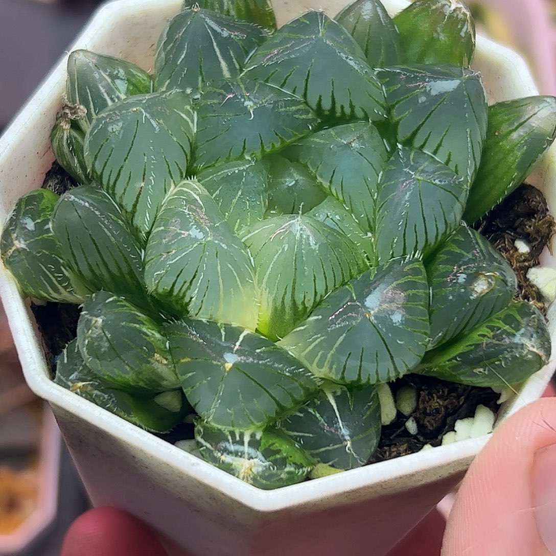 特大赤线今母本十二卷