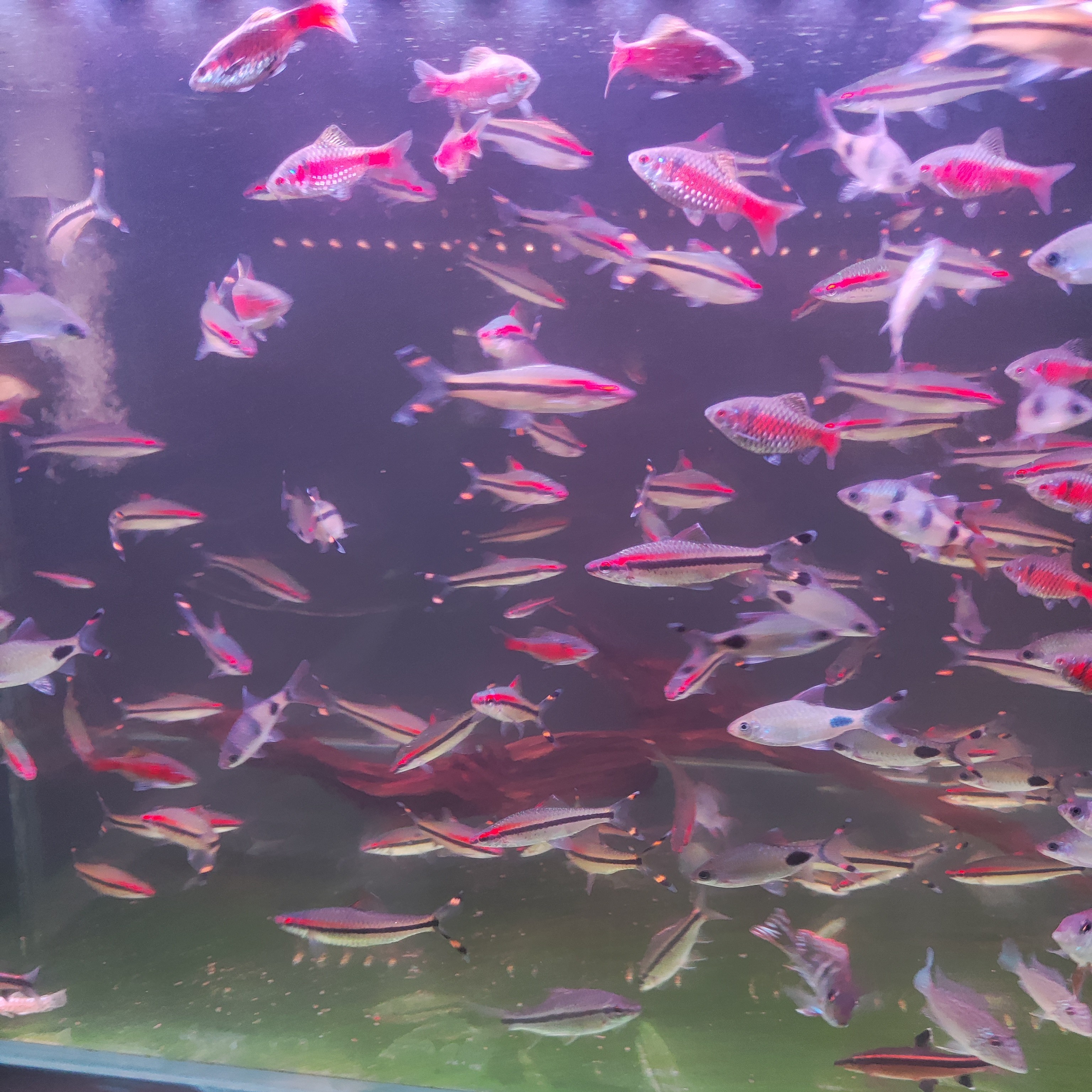 1号观赏鱼专用链接A随心拍