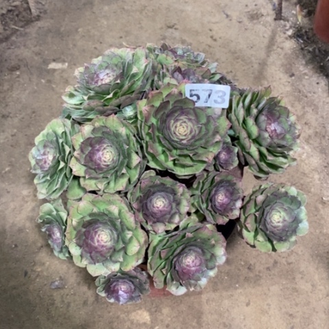 573红心万圣节123455677