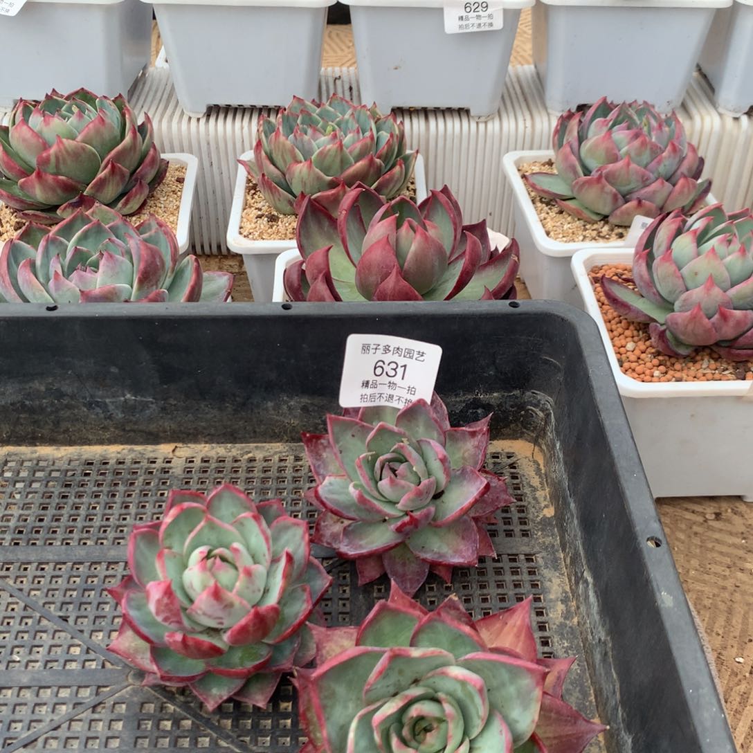 631惊鸿一组三颗。尺寸8。多肉植物