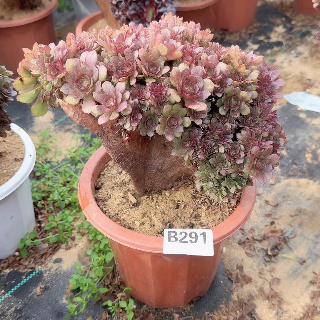 291万朵朵一颗呀呀