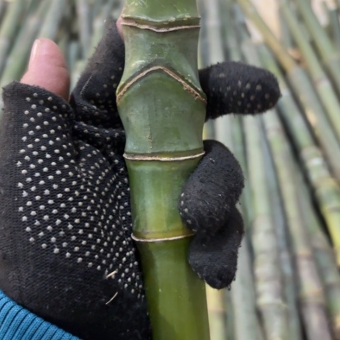 小***点实心竹竹竹竹竹竹竹竹竹