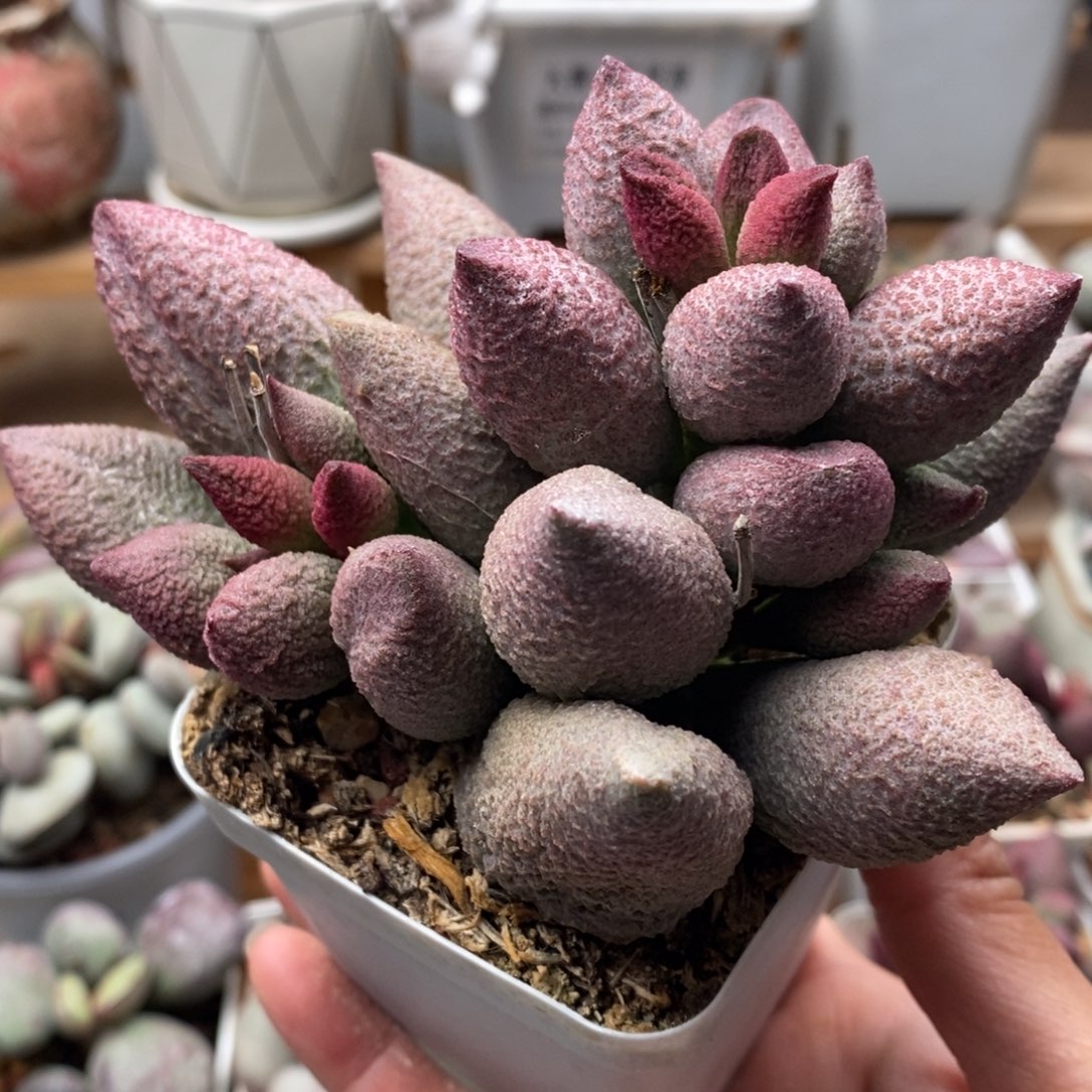 腹部大老桩子水泡多肉植物