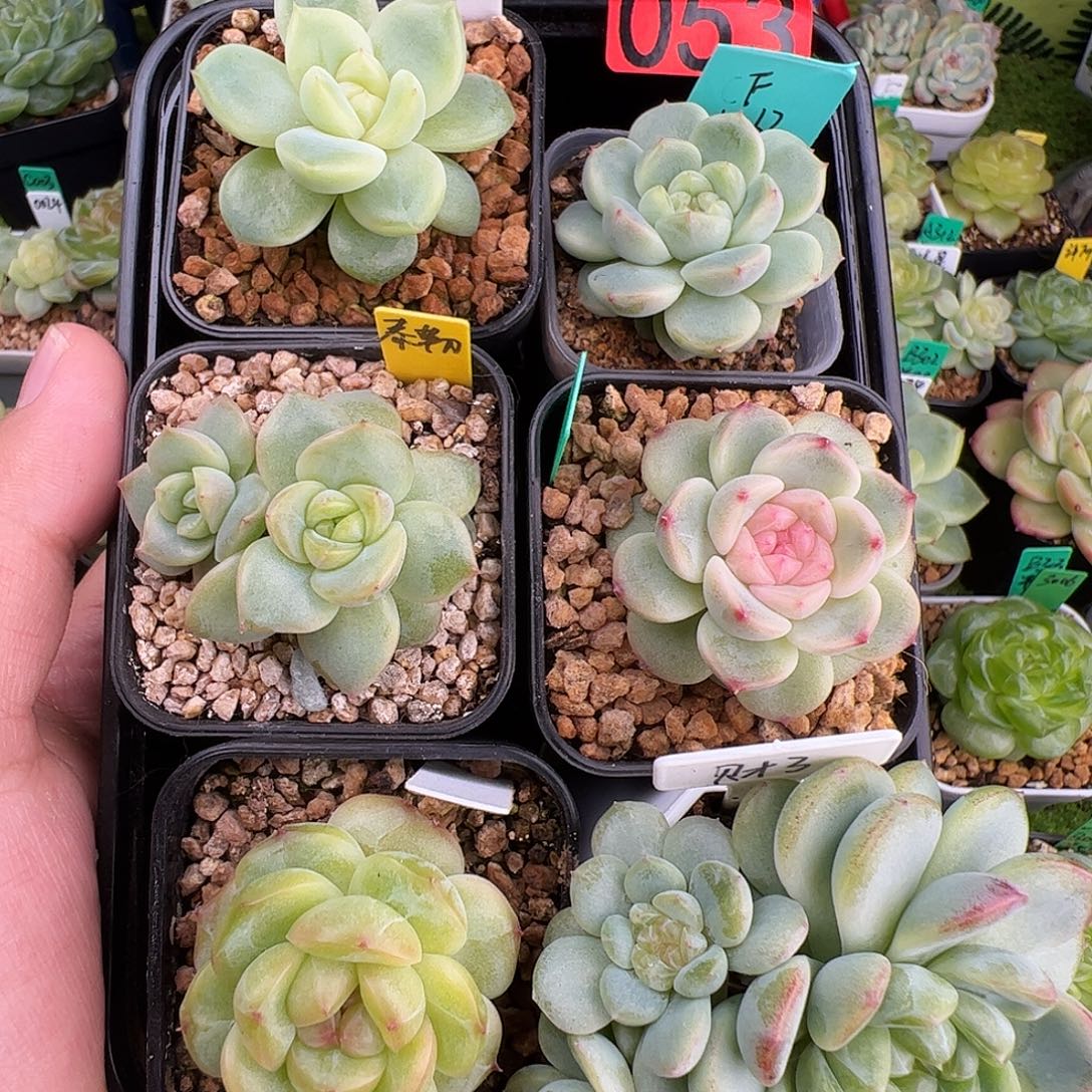 053.六个多肉组合