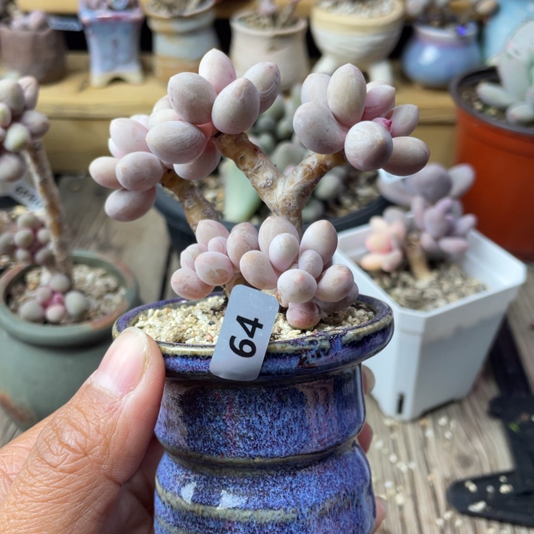 仙子奶酪老桩多肉