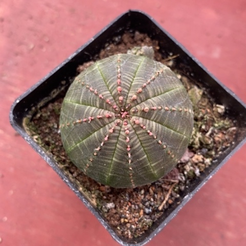 布纹球单4仙人球