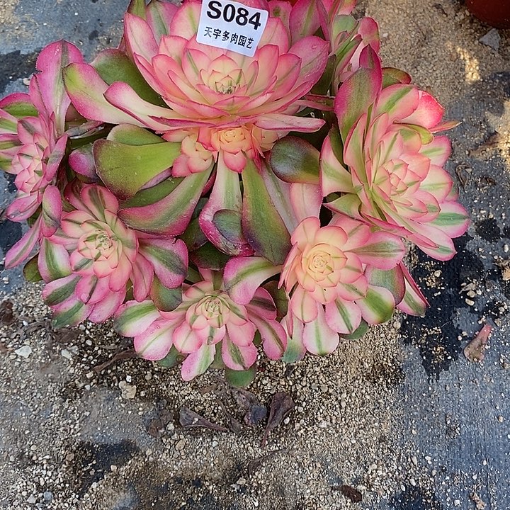 宁***子多肉植物荔枝084多肉