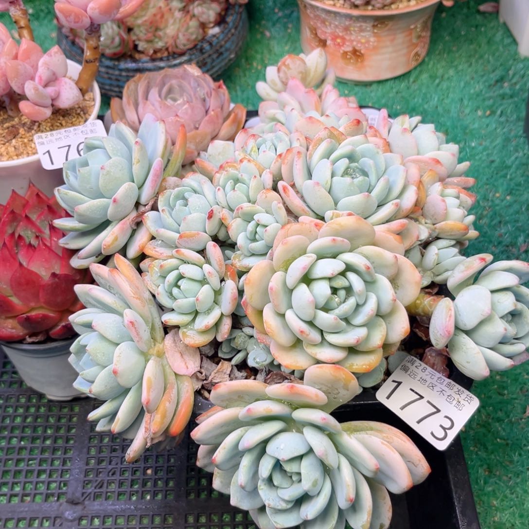 大1773:、xv cb b b n