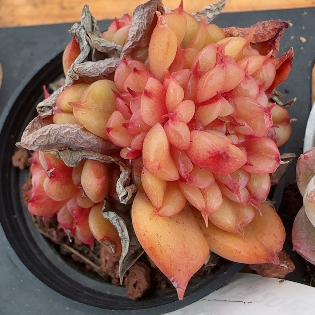 花语逸境0213-309