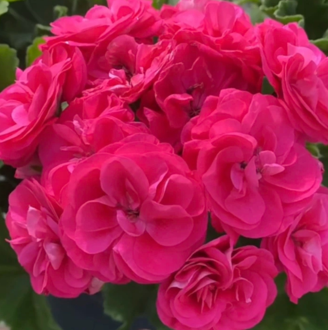 1加仑【罗莎琳达】重瓣大花球天竺葵勤花好养适合阳台养护带花苞