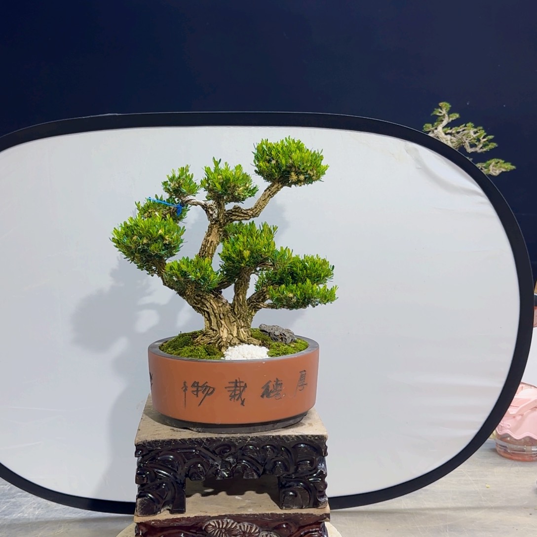 高端黄杨盆景艺术
